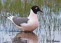 Larus pipixcan